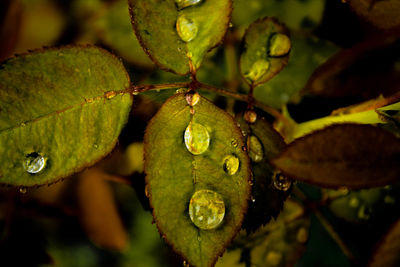 Close-up of water drops on plant