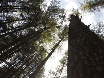 Low angle view of bamboo trees in forest