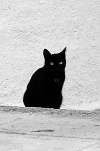 Portrait of cat sitting outdoors