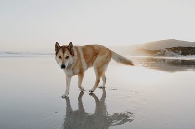 Dog on the beach