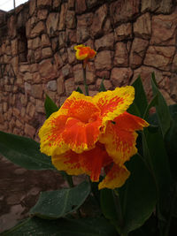 Close-up of yellow flowering plant