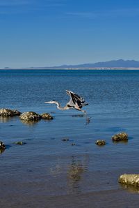 View of birds flying over sea against blue sky