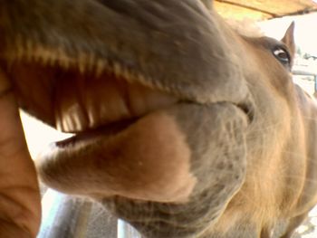 Close-up of horse