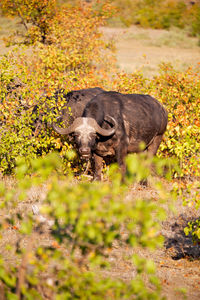 View of turtle in forest