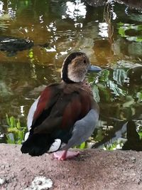 Bird perching on a lake