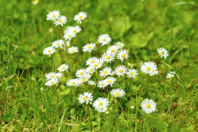 Close-up of white flowering plants on field