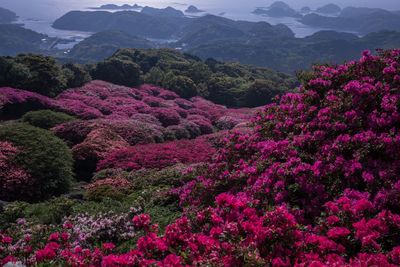 Scenic view of pink flowering trees and mountains