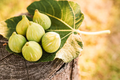 Close-up of fruits growing on tree