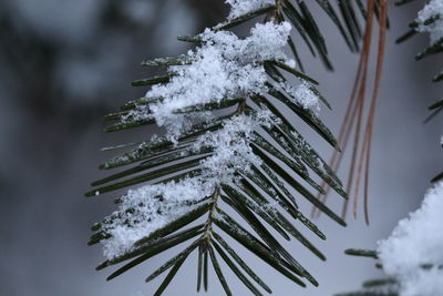 Close-up of snow covered pine tree