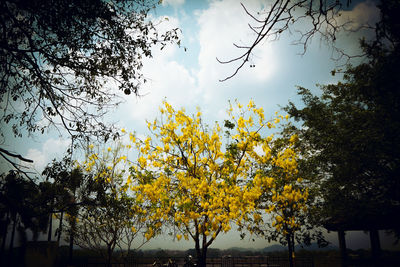 Low angle view of flowering trees against sky