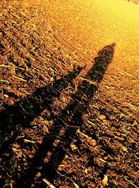 High angle view of shadows