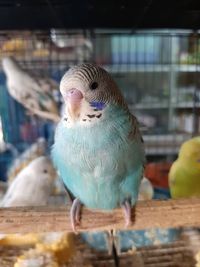 Close-up of parrot in cage