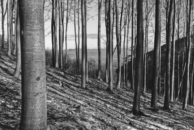 Trees growing on field in forest