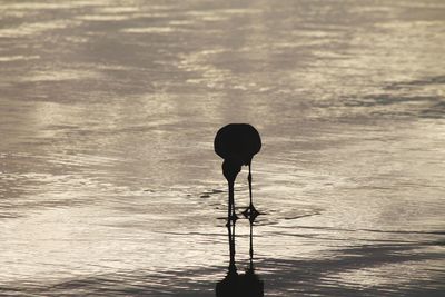 Silhouette of man standing in lake