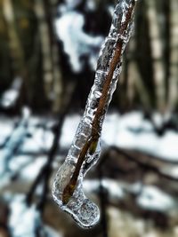 Close-up of snow on tree