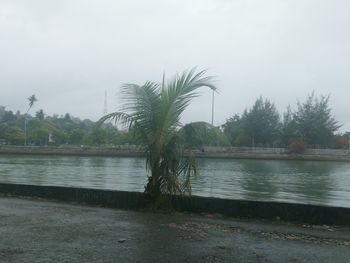 Scenic view of palm trees by lake against sky