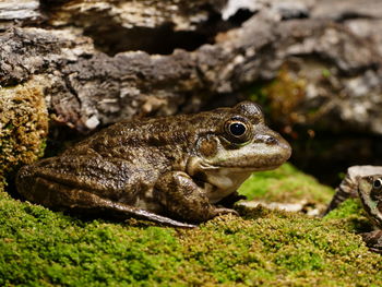 Close-up of a frog on rock