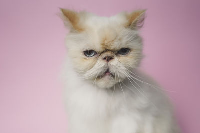 Close-up portrait of a cat