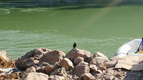 High angle view of birds perching on rock by lake