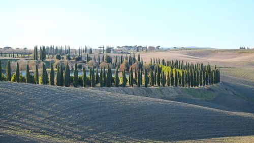 Panoramic shot of trees against clear sky