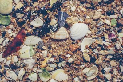 High angle view of shells on pebbles