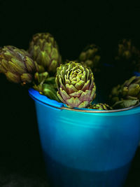 Close-up of potted plant against black background