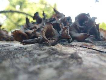 Close-up of sheep on leaves