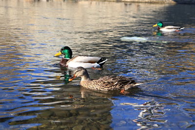 Ducks swimming in lake