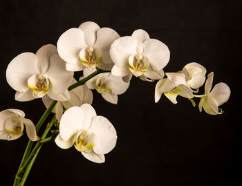 Close-up of white flowers