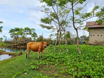 Horse in a field