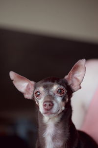 Close-up of chihuahua