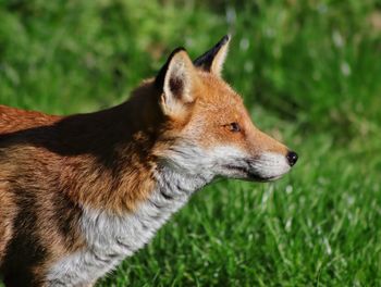 Close-up of a fox looking away