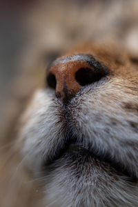 Close-up of a dog