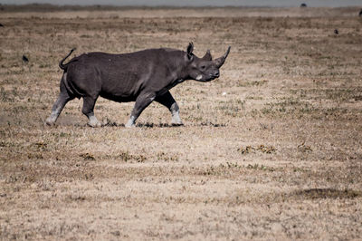 Side view of rhino running on landscape
