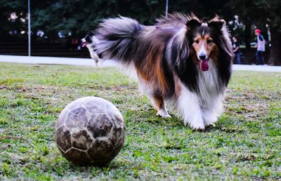 Dog grazing on grassy field