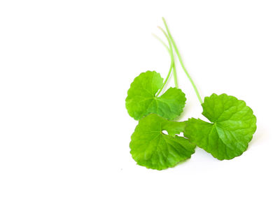 Close-up of plant against white background