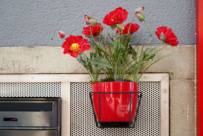 Potted plant on table