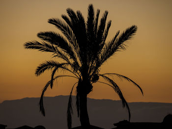 Silhouette palm tree against sky during sunset