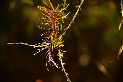 Close-up of dry plant