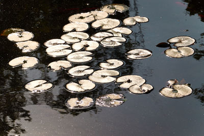 High angle view of floating on water