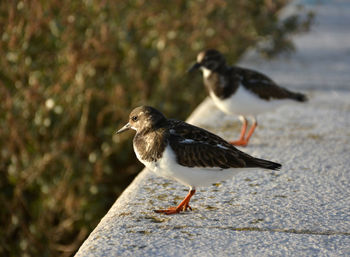 Close-up of bird perching outdoors