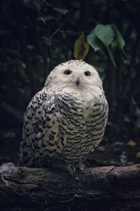 Close-up of owl perching on tree