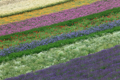 Full frame shot of flowering plants on field