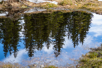 Scenic view of pine trees by lake during winter