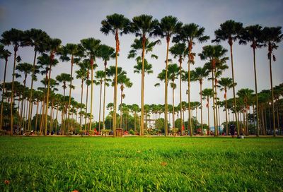 Palm trees on field against sky