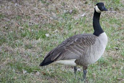 Bird on grassy field