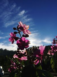 Low angle view of pink flowers blooming on tree against sky