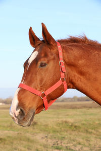 Close-up of a horse on field