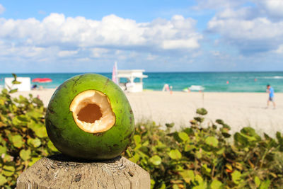 Close-up of coconut shell on wooden post at beach against sky