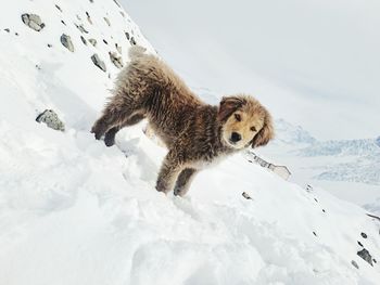 Cat on snow covered field